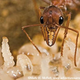 Illustration for article titled Why size doesn’t matter: Ants and world domination